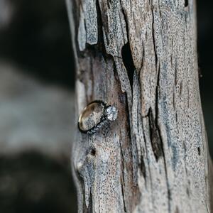 Gallery Photo 4