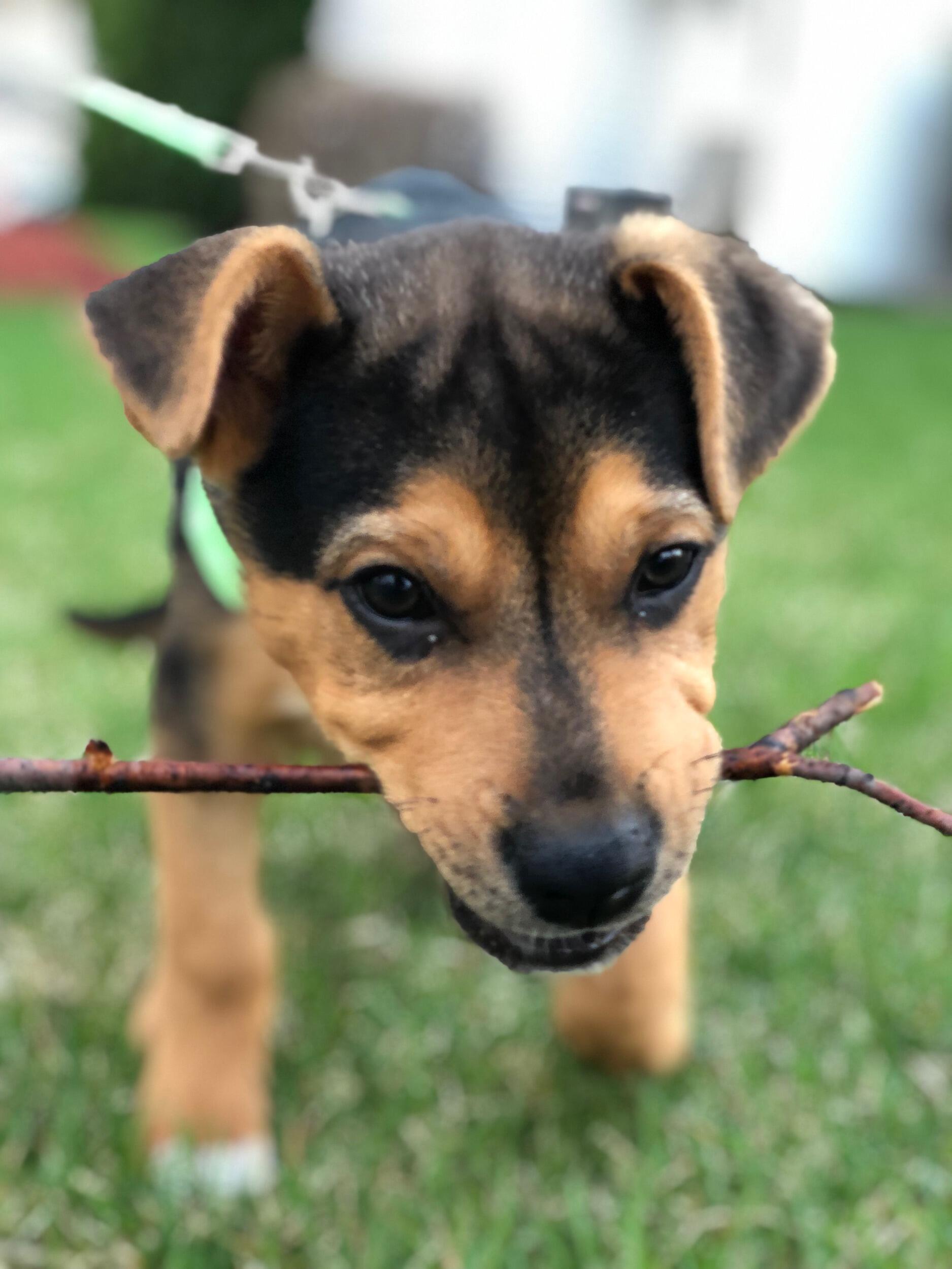 We met working at a gym in 2018 and clicked right away. By Valentine’s Day, we made it official, and just a few months later, our little family grew with the addition of our first pup, Bubba.