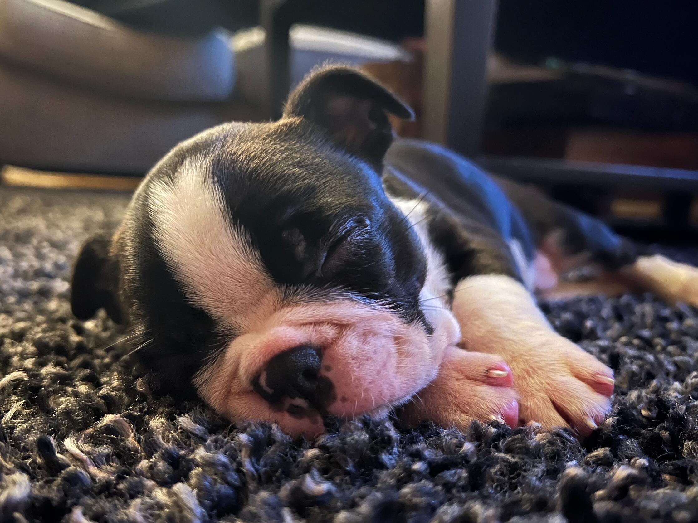 Jeff and Elizabeth became dog parents to Piper.