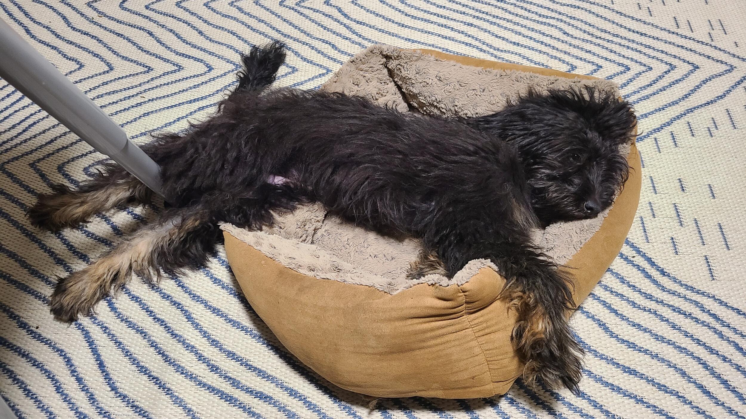Needless to say, it was love at first flop.