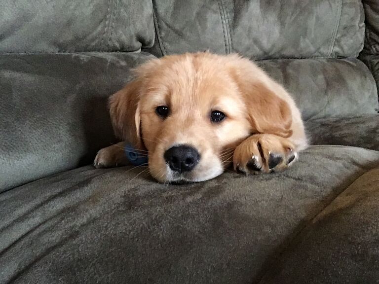 Finn's Gotcha Day!