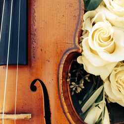 Solo Violin with Pam, profile image