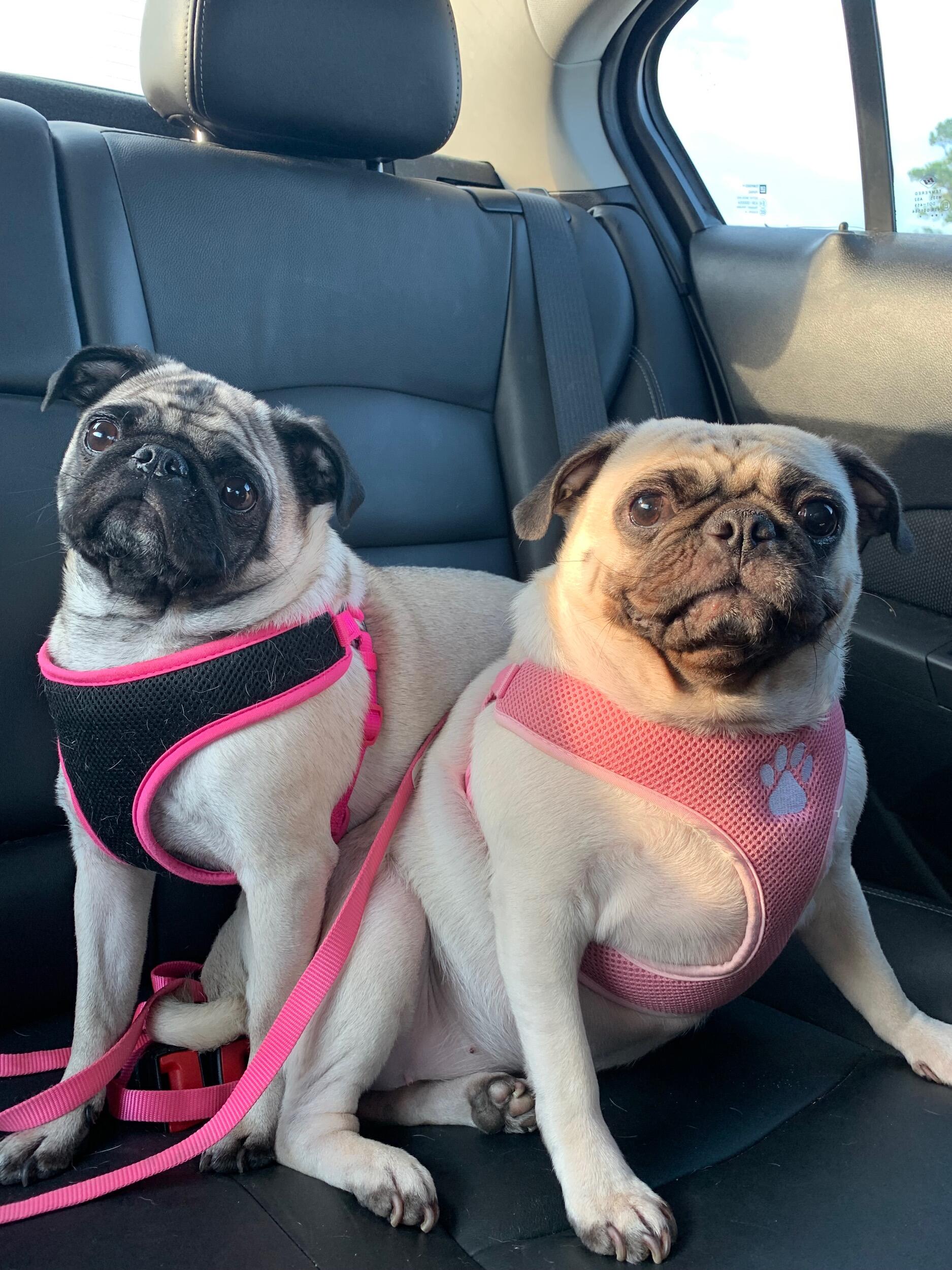 Our babies