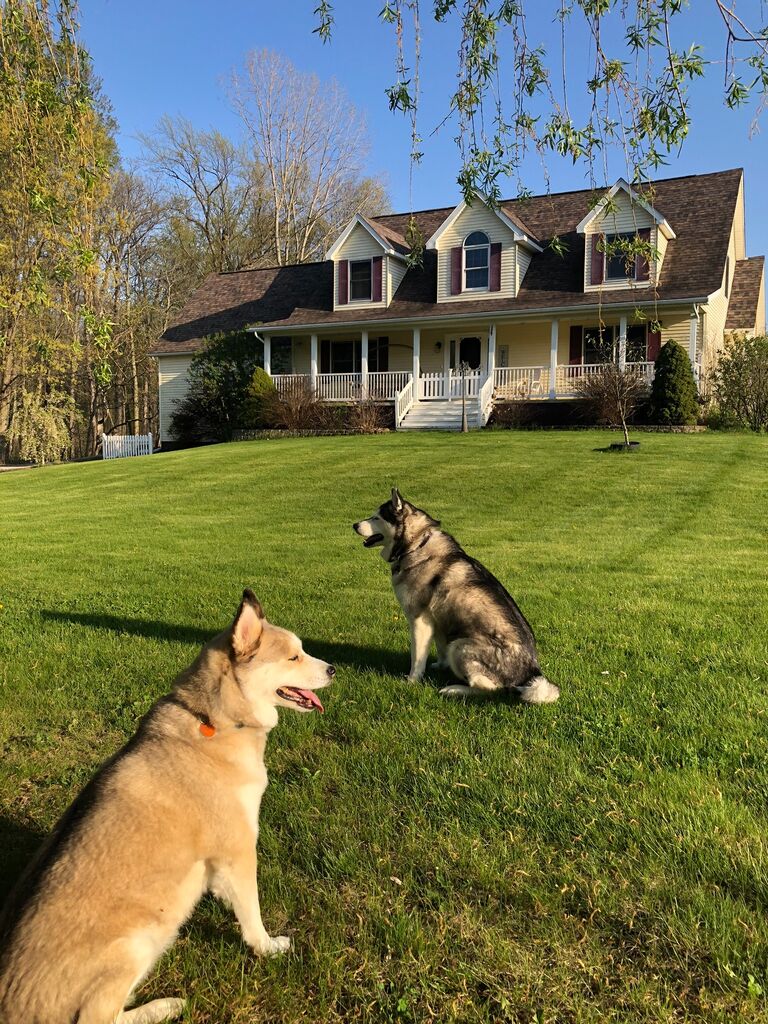 Ellie and Kobe enjoying their new fur-ever home.