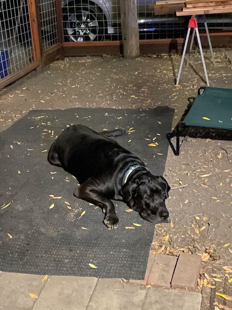 Waiting for his humans some more.