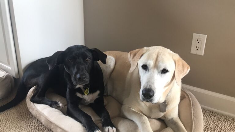 Elaina adopts Nati who instantly bonded with Nick's family dogs! 