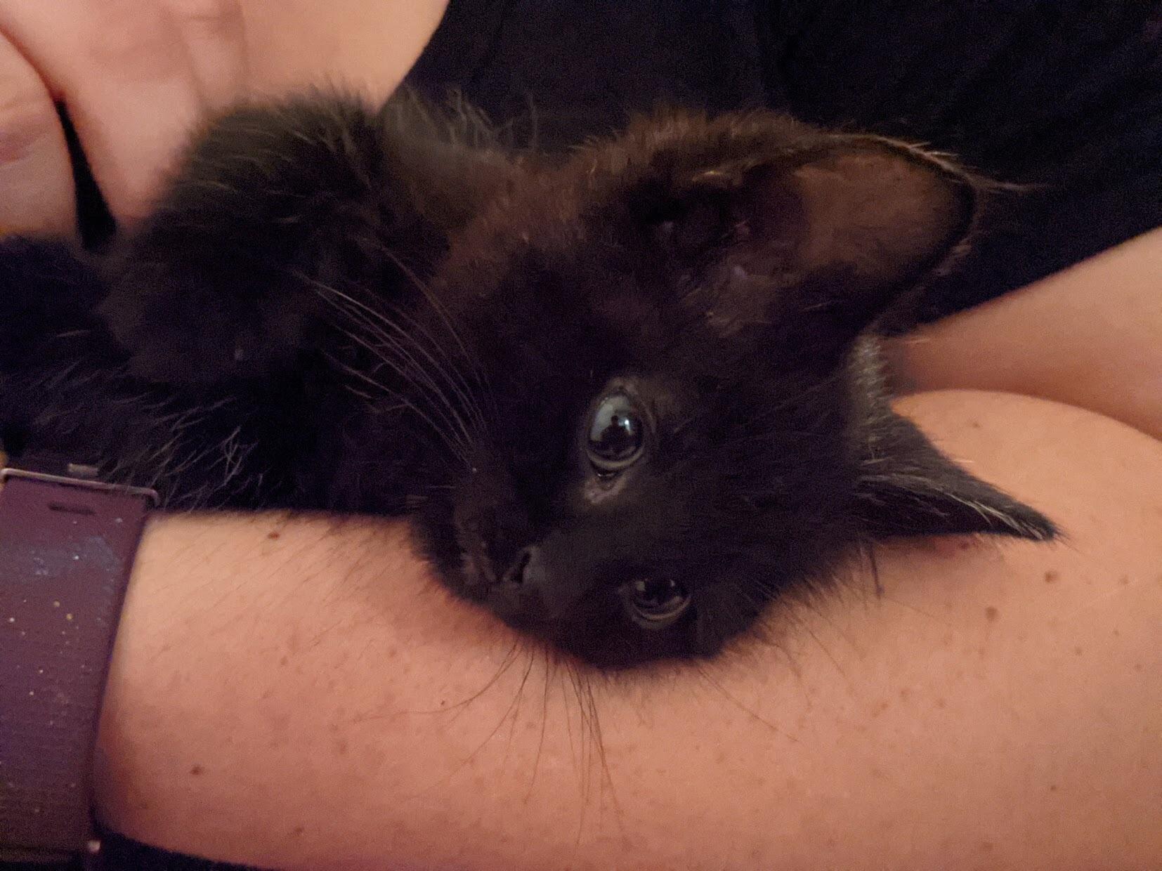 We go engaged!!!
Dan knew just how to ask Jasmine. Who needs a ring when you have a proposal cat! Fennel is the fourth and final member to our small herd of cats.