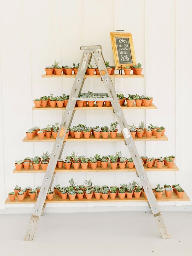 wedding favor display with miniature potted succulents stacked on a wooden ladder