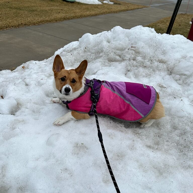 We moved back to Fargo. Piper enjoyed the snow and we enjoy being closer to our families.