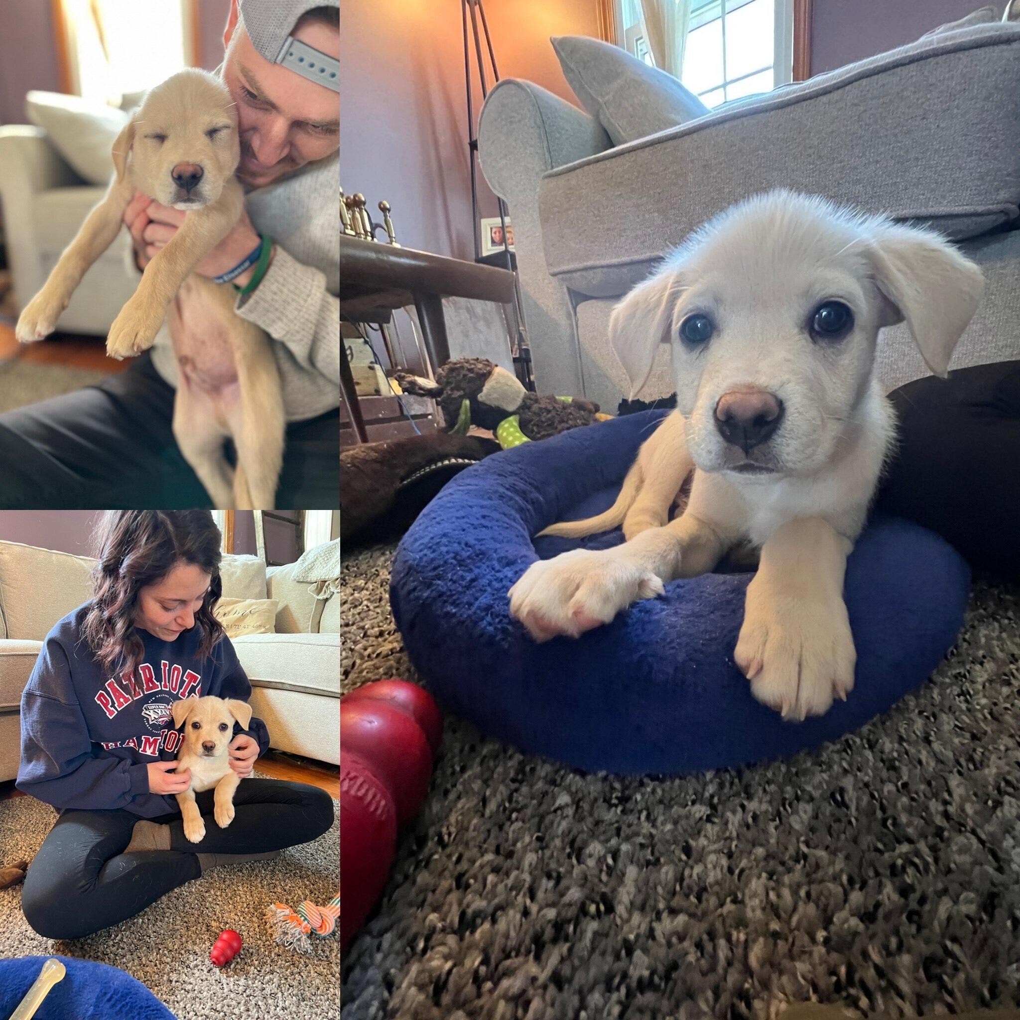 We always had pets, but we added our first pet together growing our fur family. Meet our psychopath, Louie :)