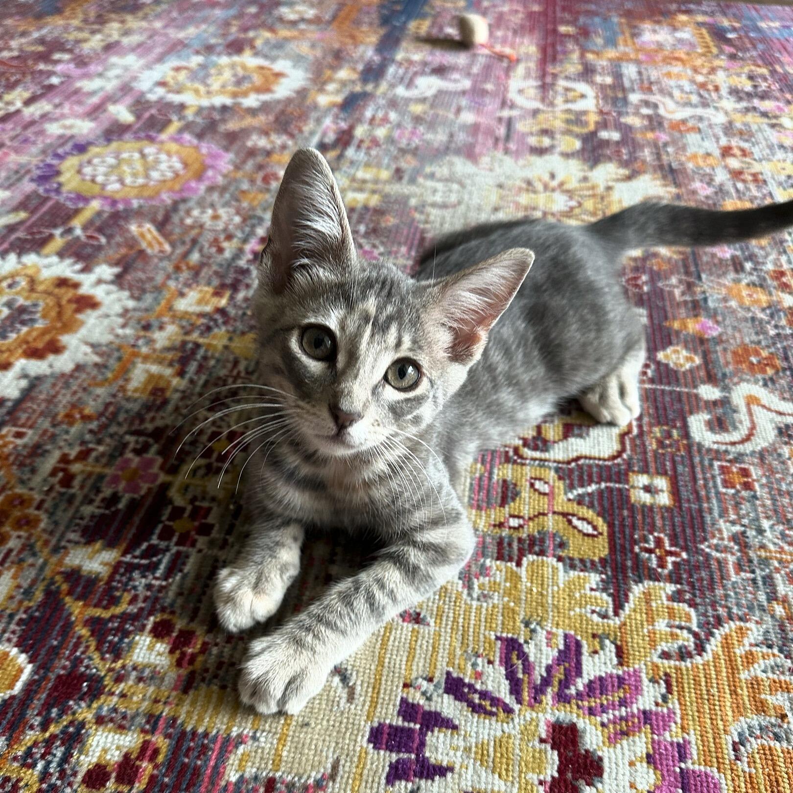 This is Murray! While we were camping in Lake Murray State Park in Oklahoma, this little girl found us in the woods and she has been our spoiled kitty ever since :)