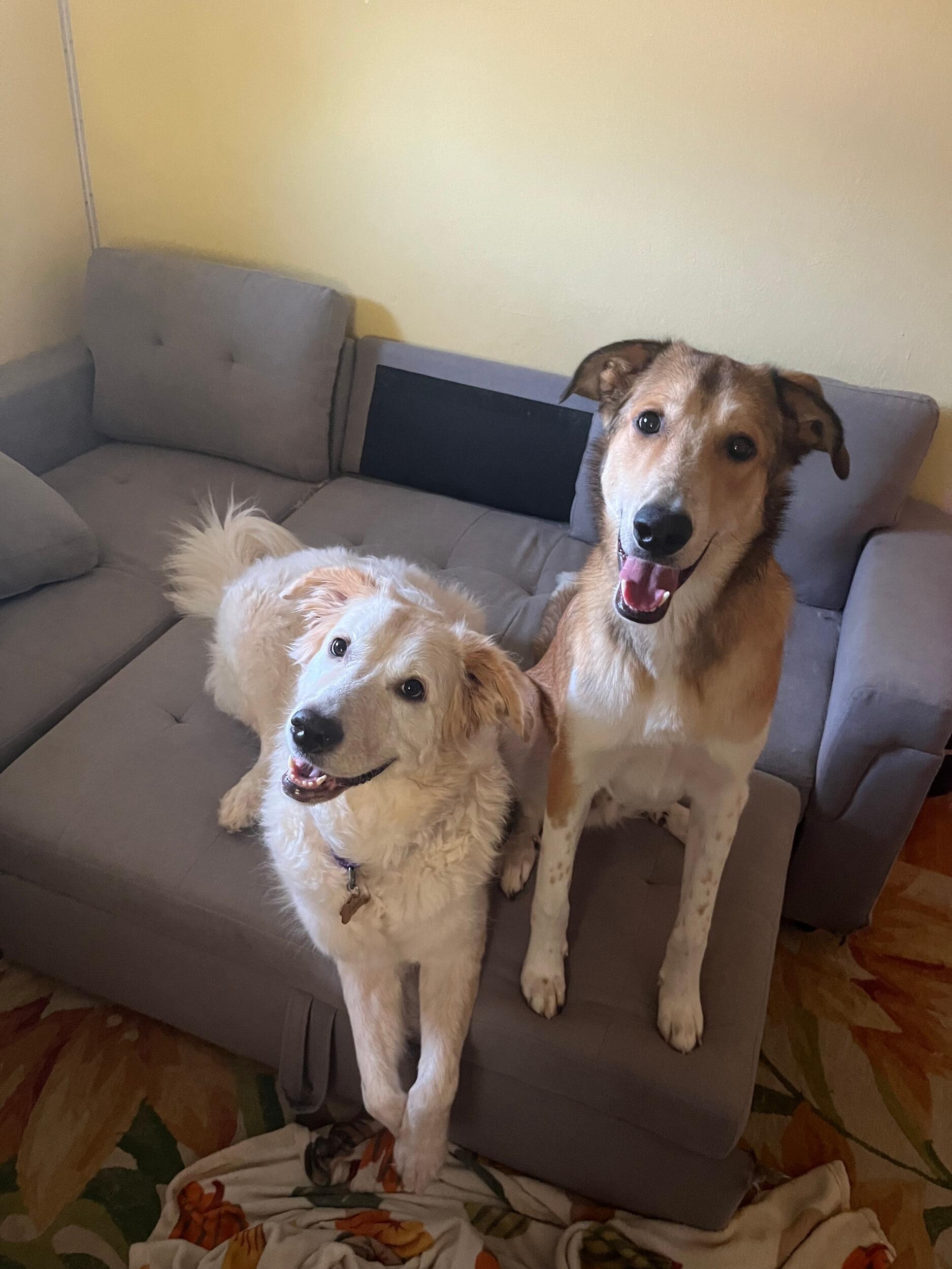 Our Beautiful Fur Babies! 
Zoloft and Moose! 
