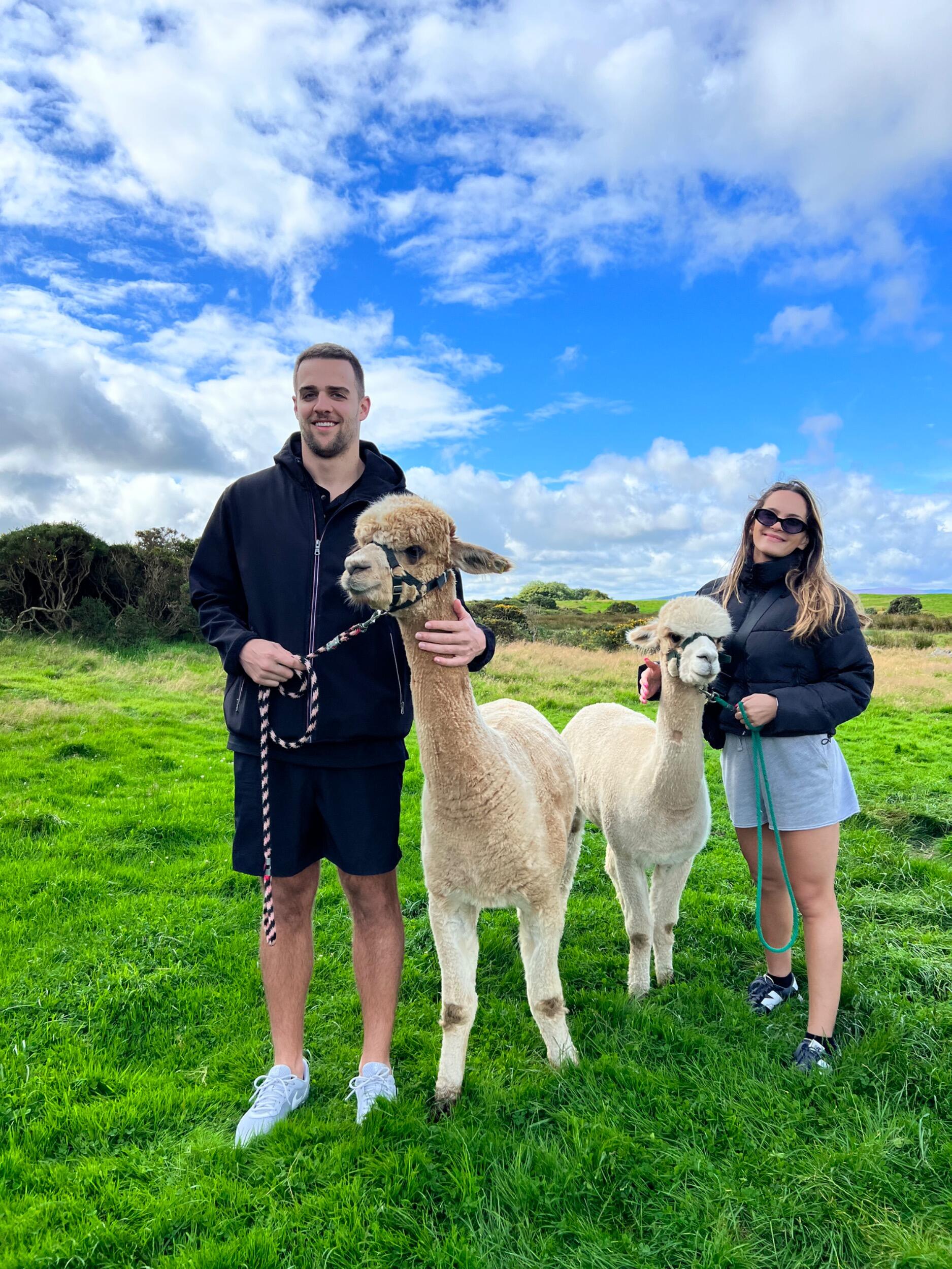 Spent a day with alpacas in Ireland.
