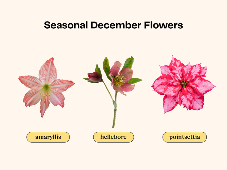 Collage of flowers that are in season for a December wedding. 