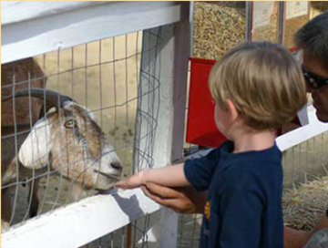 Big D's Pony Rides LLC - Petting Zoo - Washington, DC - Hero Main