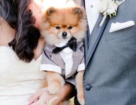 wedding dogs cats horses pets