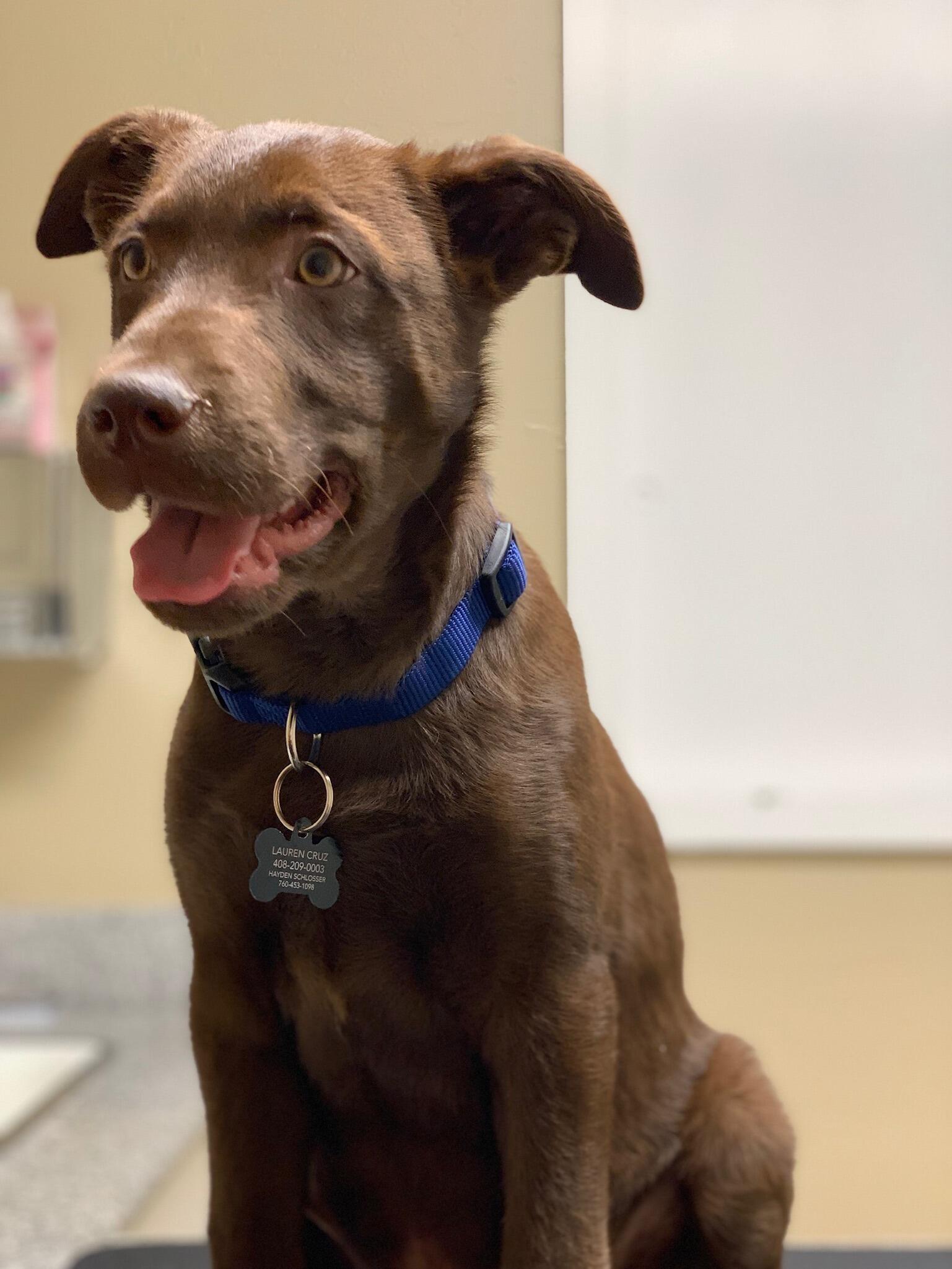 Adopted our fur baby, Jax, from the Milpitas Humane Society