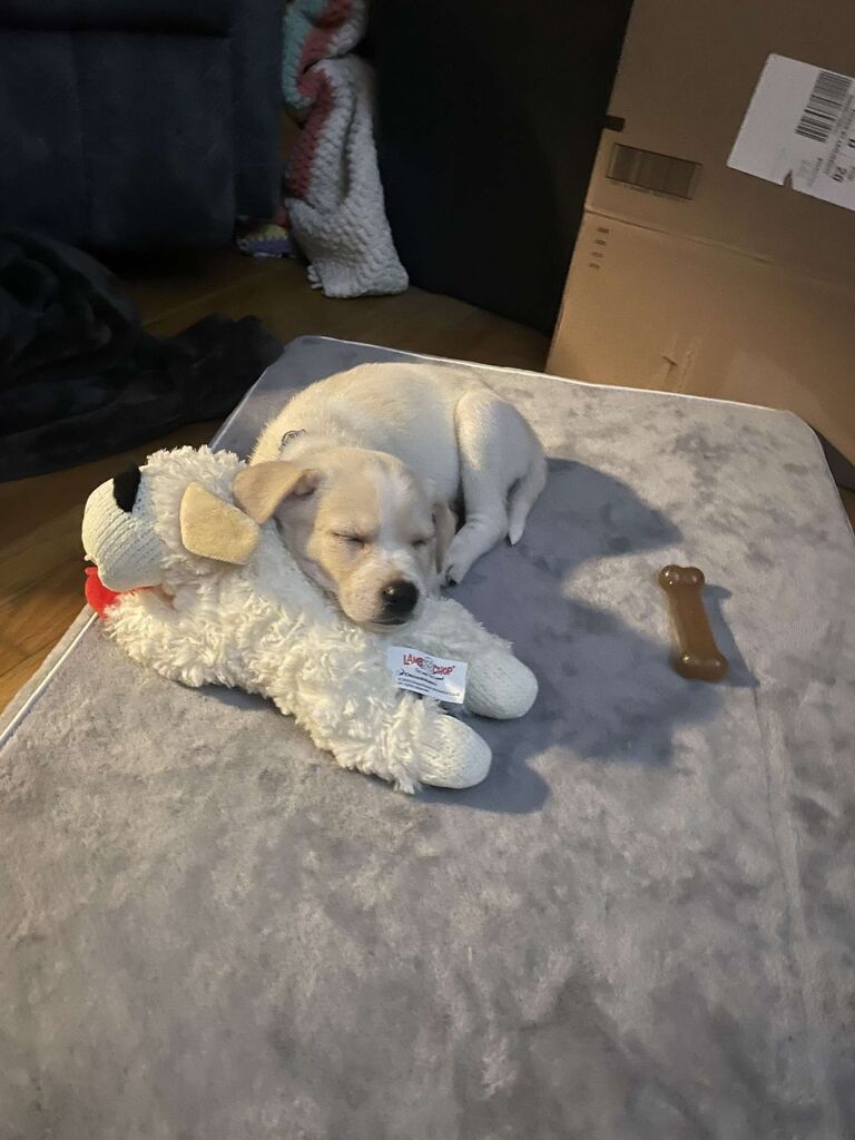 We became Fur parents to our little fur ball Jameson. He is our little lighting bolt and always keep the house busy!