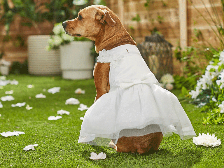 Dog 2025 wedding costume