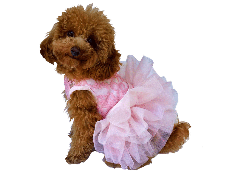 Dog hotsell bridal outfits