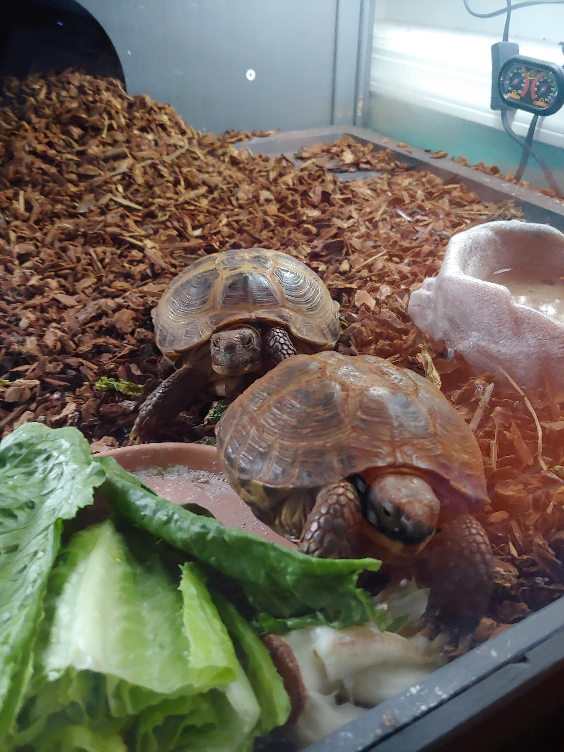 Stan got a girlfriend, Shelly.. They are our Russian tortoises! 🐢 