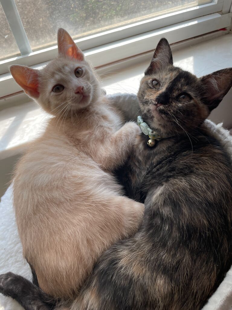In May we started fostering our kittens Woody and Jessie and then officially adopted them a few weeks later in June!