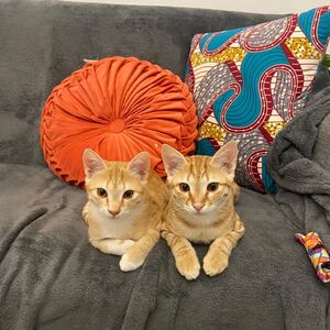 Gallery Photo 28