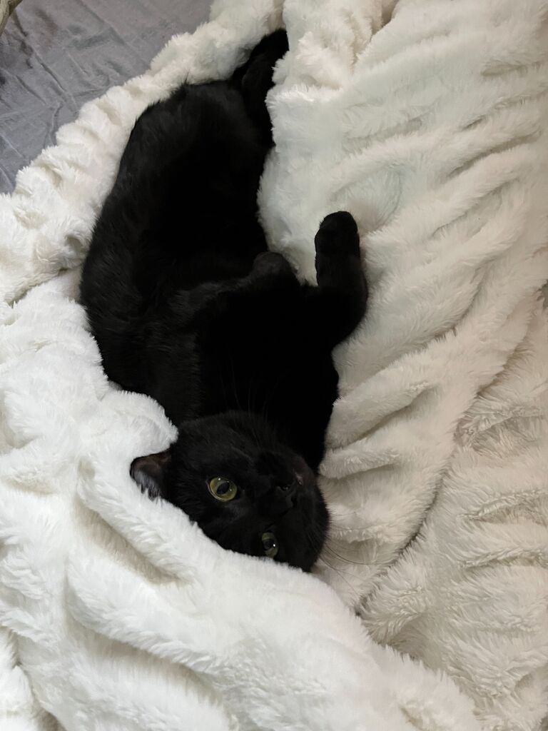 Adopted Jellybean