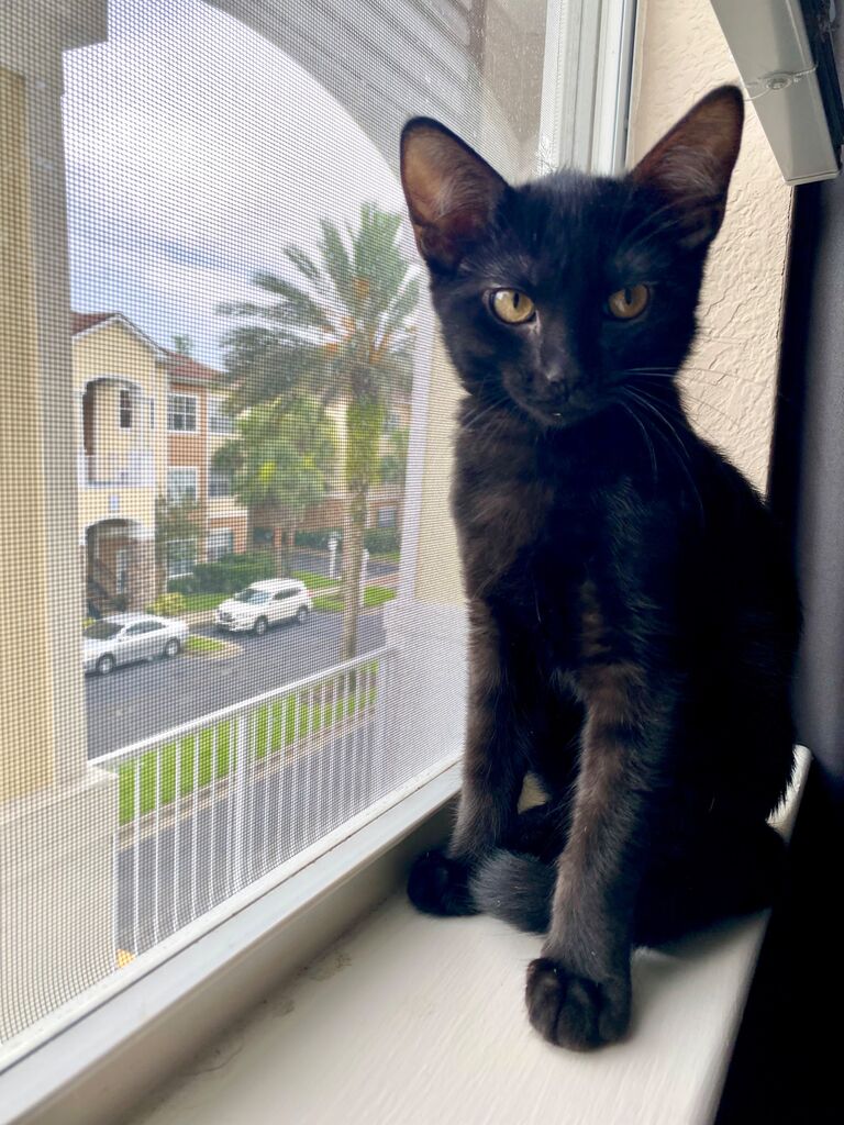 We added our first kitten to our family - Luca a.k.a Mamba