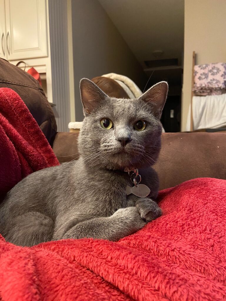 Adopted Mr. Teddy!
