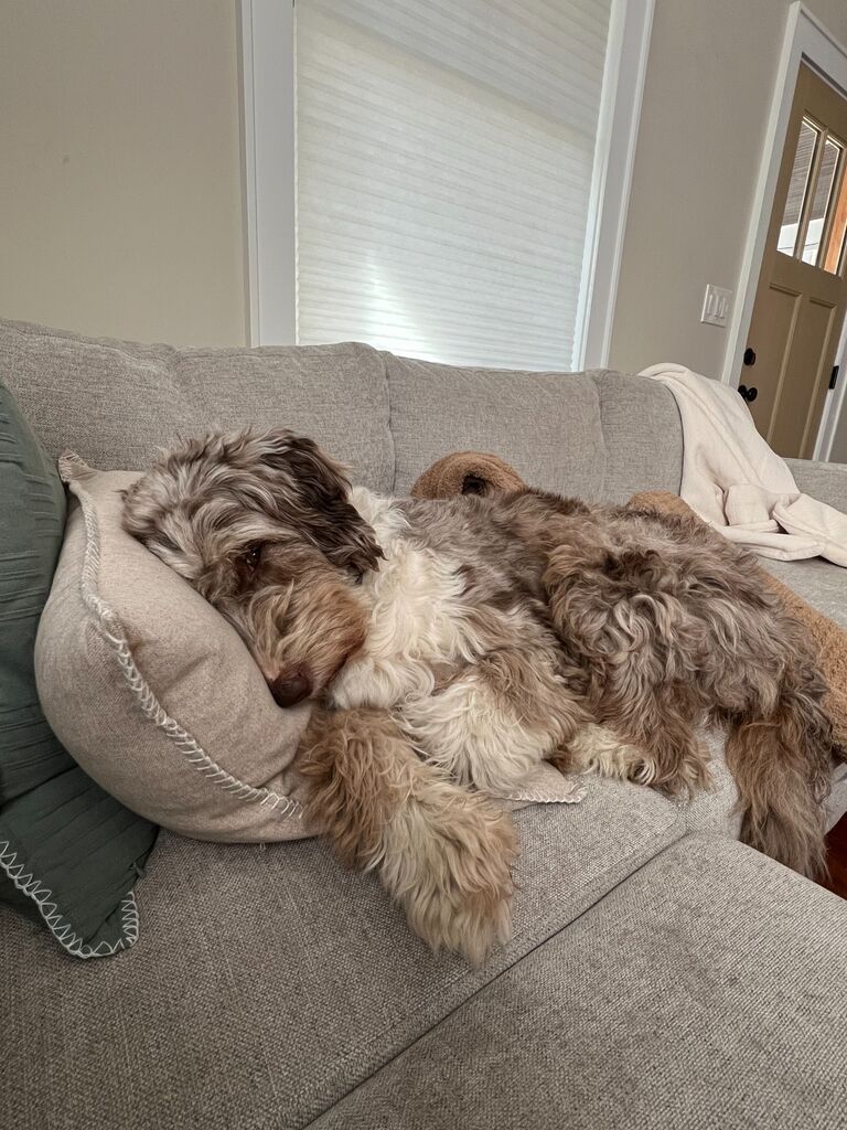 We rescued our girl Savannah!