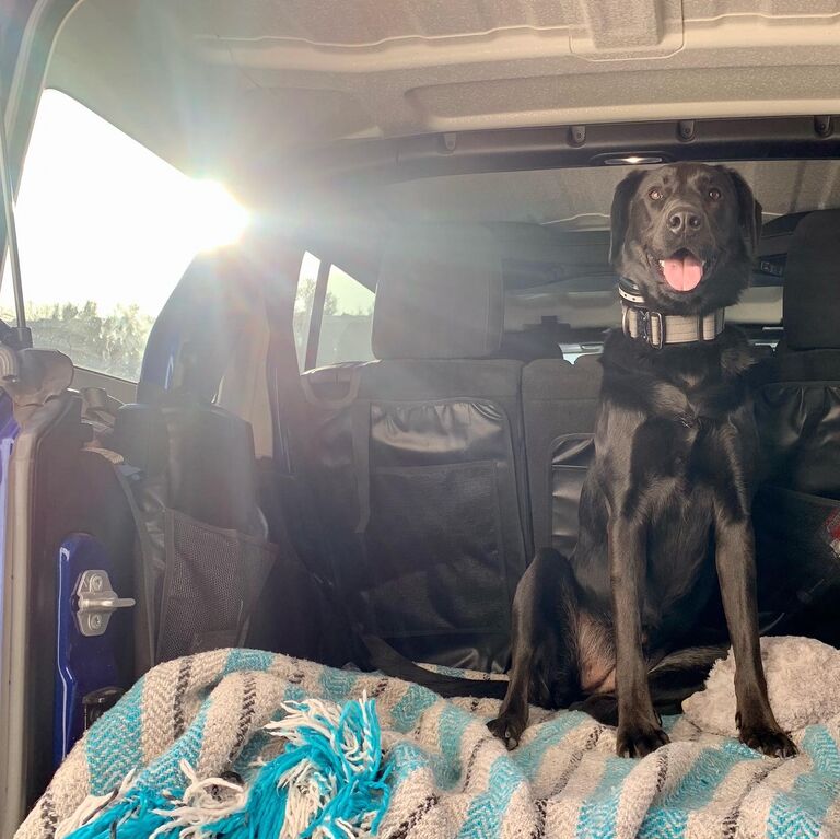 Nova, preparing for the spring transition to warmer weather. Knowing endless adventures awaited with her humans!