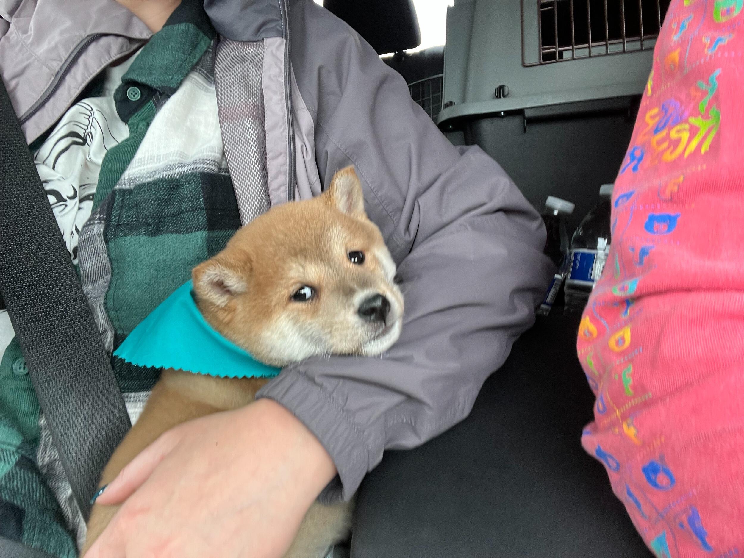 BROUGHT HOME BB LOKI 