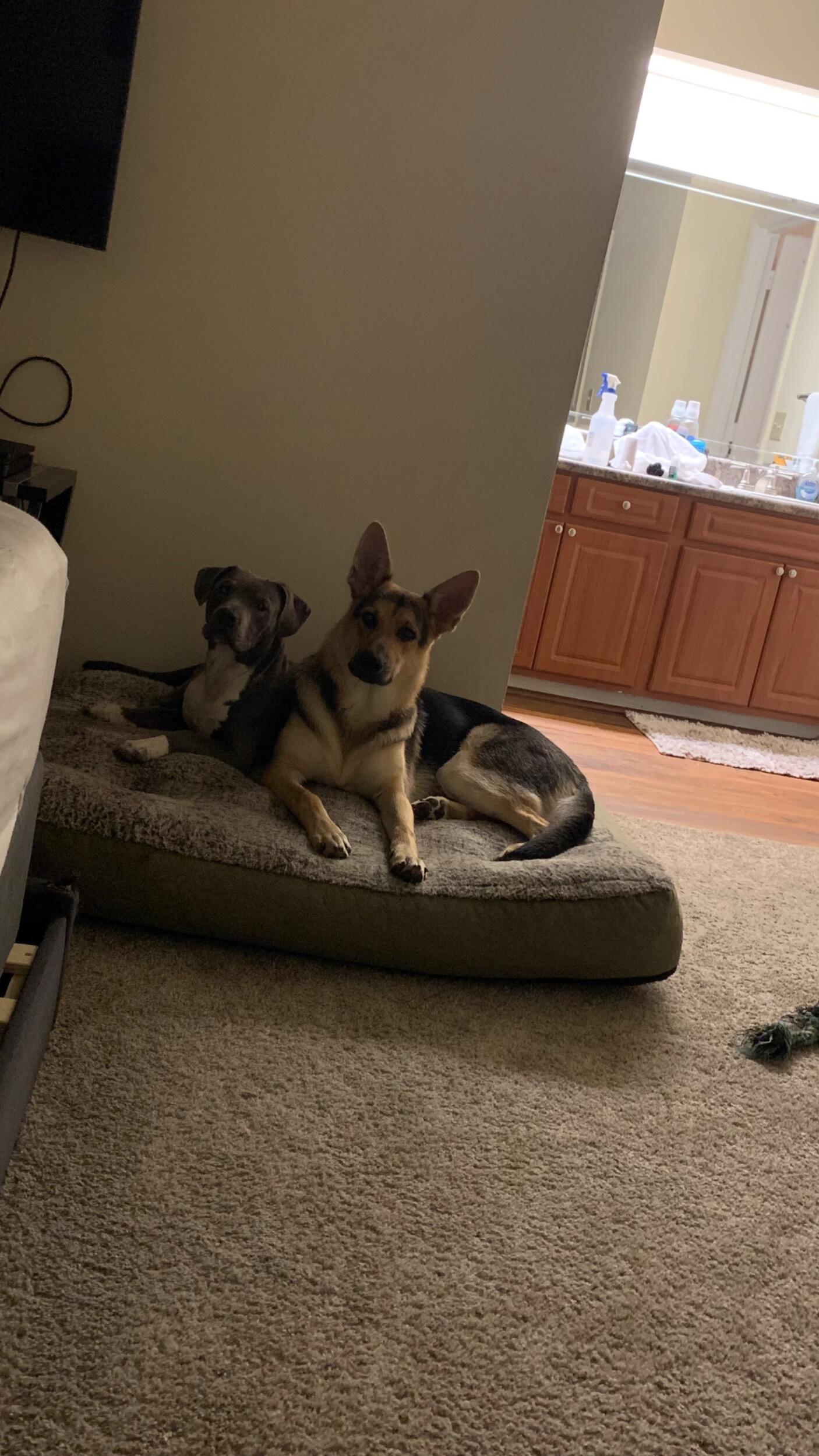 The fur babies together.