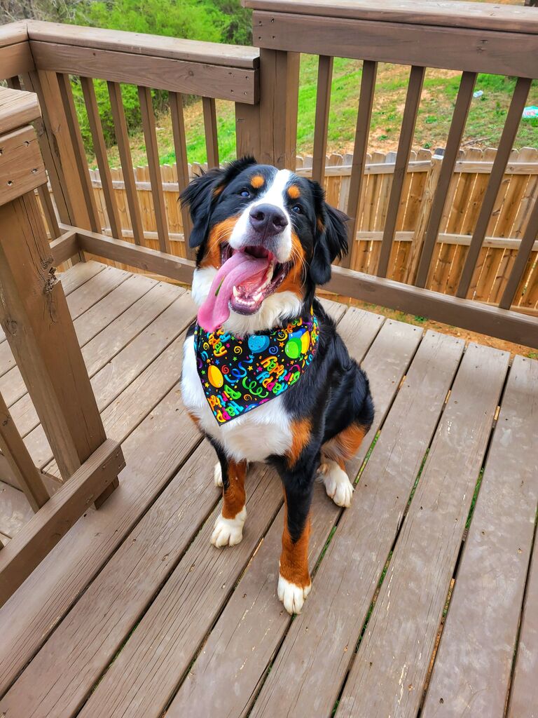 Rhett turns one year old!
