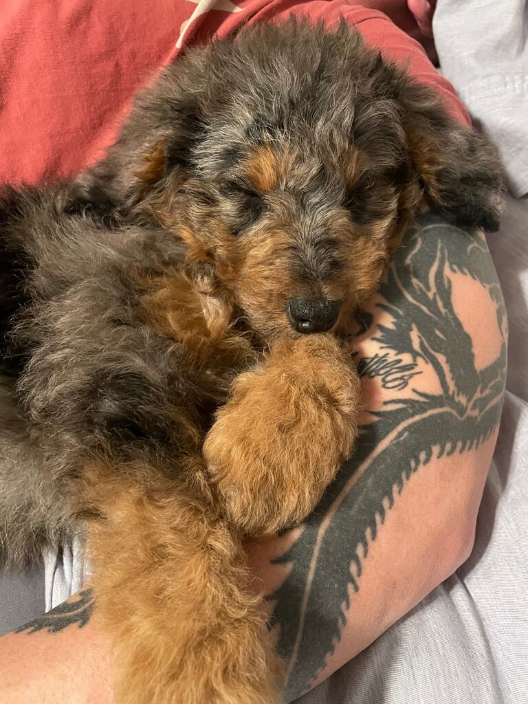 New Addition to the Family - Jax