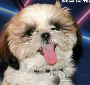 School For The Dogs: Puppy Parties - Animal For A Party - New York City, NY - Hero Main