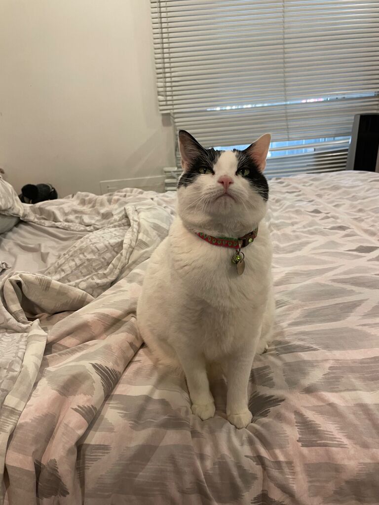 Danny continued to stay in Bethlehem through spring 2017 while Annie moved home to Long Island for a year. Then in May 2017, Danny, Annie and Lily the cat moved to downtown Jersey City! (Despite Danny’s hesitations about cats and Annie’s hesitations about New Jersey).