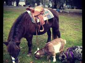 Runabout Farm Pony Rides & Petting Zoo - Pony Rides - Stamford, CT - Hero Gallery 2