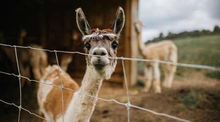 Emerald Park, Alpaca