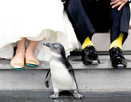 See Photos of This Animal-Filled Maryland Zoo Wedding