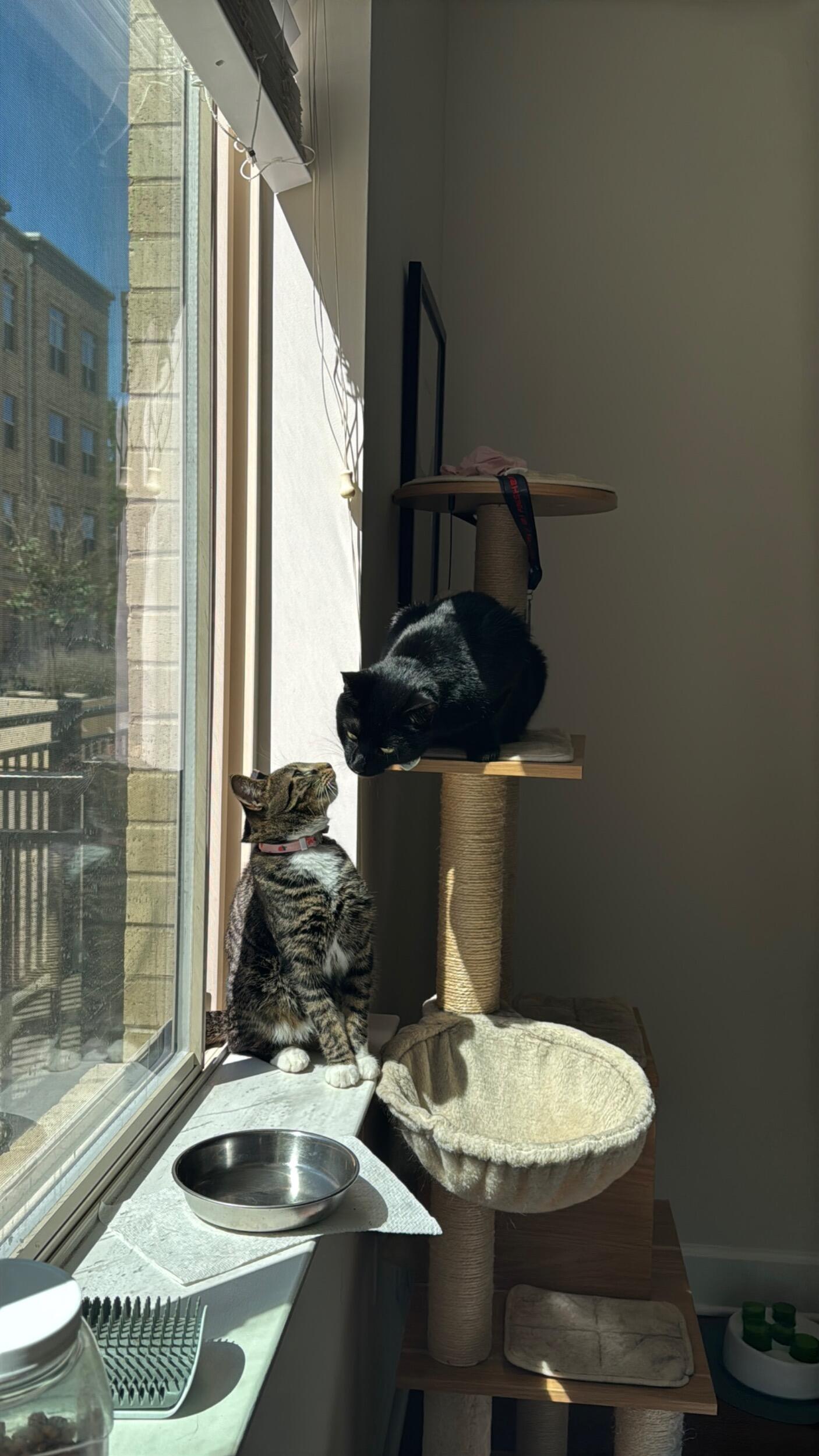 Special episode: The one where Shadow got a baby sister, Cleo.