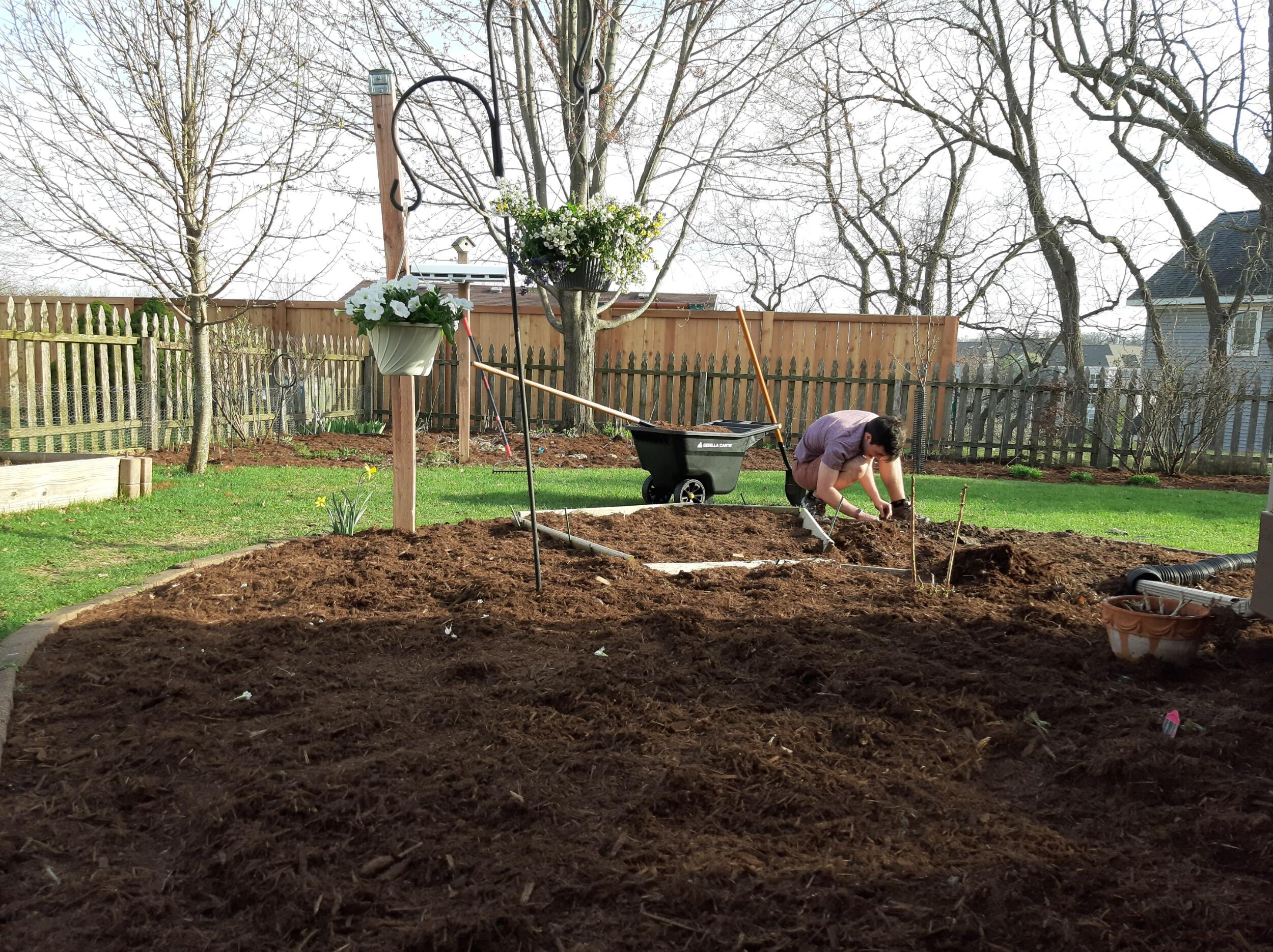 Mulching the garden