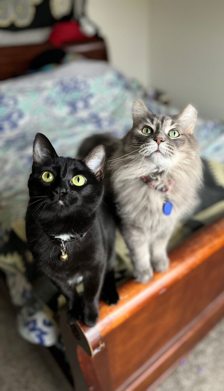 COVID-19, we got a cat! (Billy & Wally)