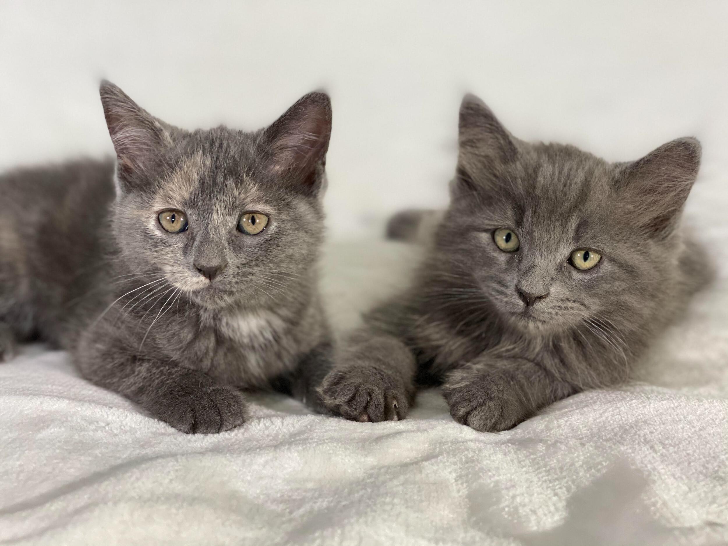 We took on the responsibility of caring for our first 2 fur babies 