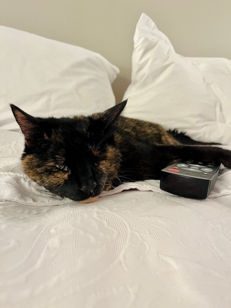 Tabitha enjoys our luxury hotels on our road trip to Michigan.