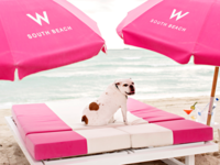 W South Beach hotel dog on a beach
