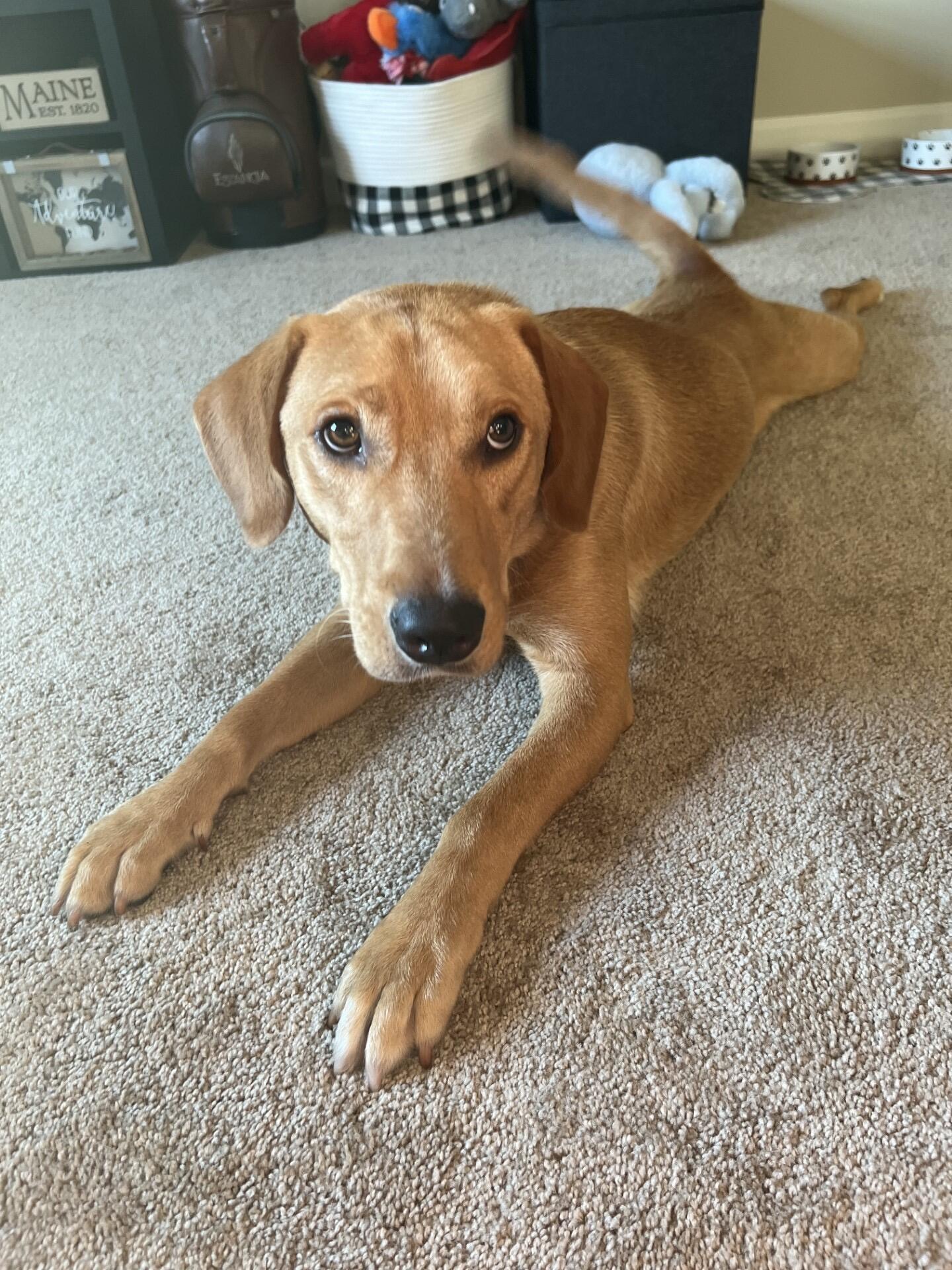 We decided it was time for Yeti to have a friend. Welcome Rambler! He is a rescue from South Carolina.