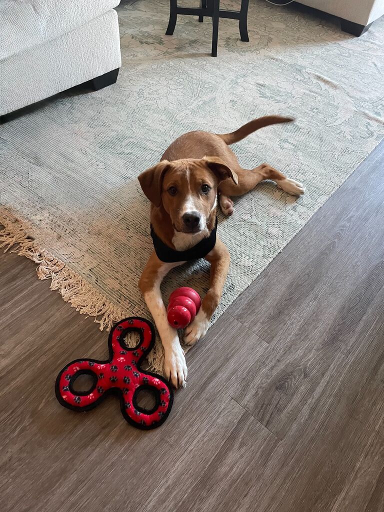 We adopted our Ollie boy, making a great addition to our little family!