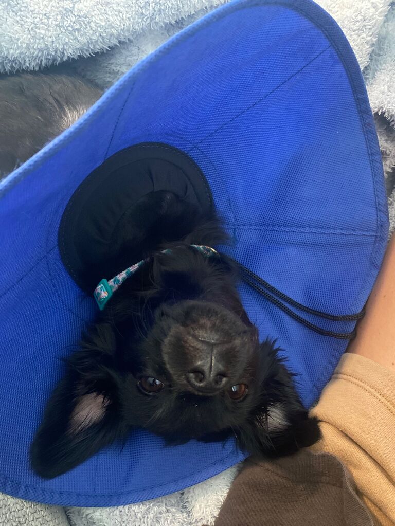 Our first foster dog -Palm Desert, CA